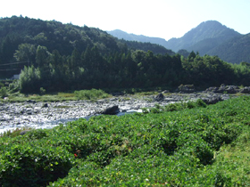 長良川は全国で唯一河川で「日本の水浴場88選」に選定されました