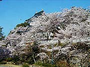 さくらまつり